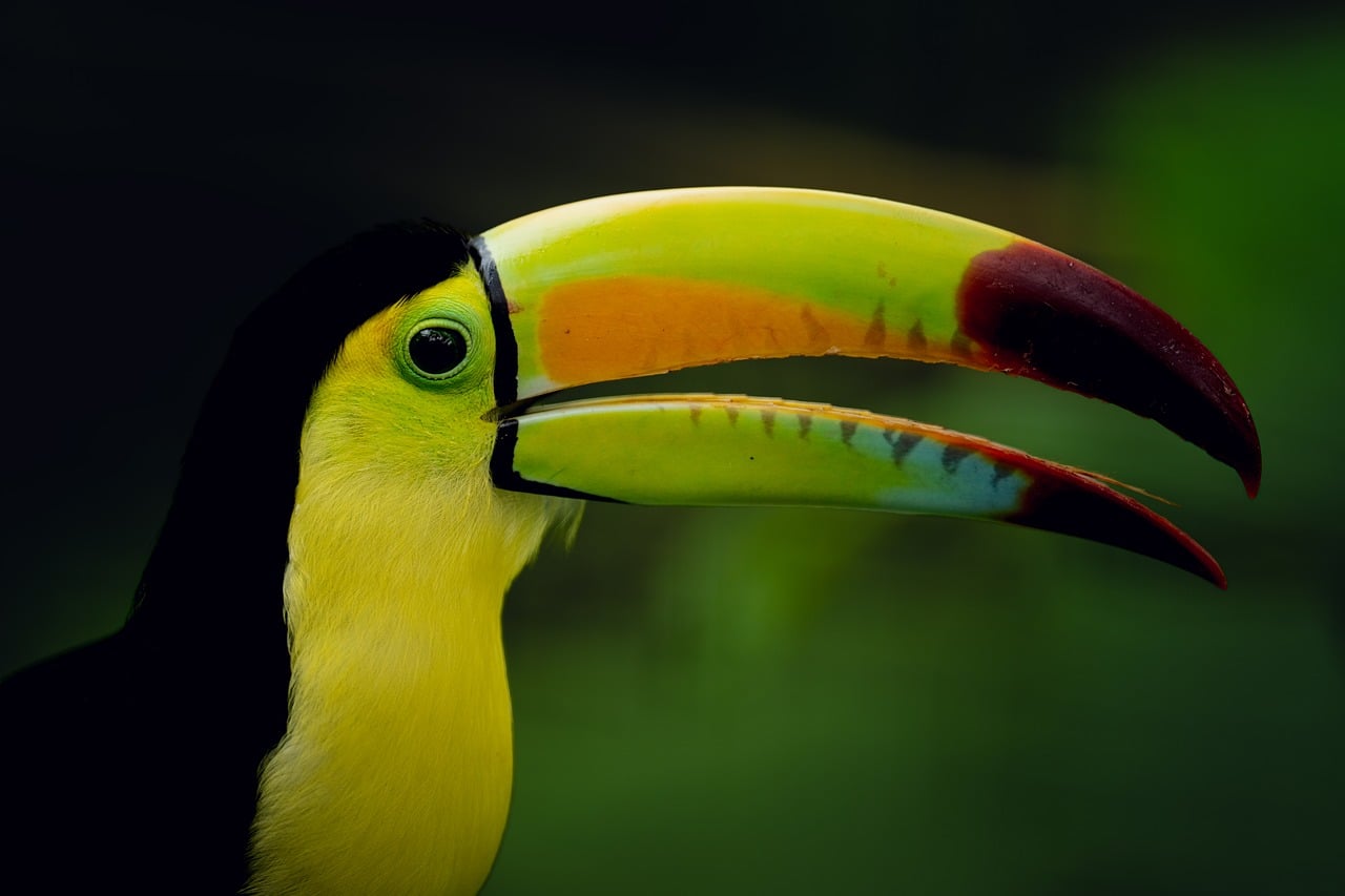 ZIM suspends Gulf Toucan service