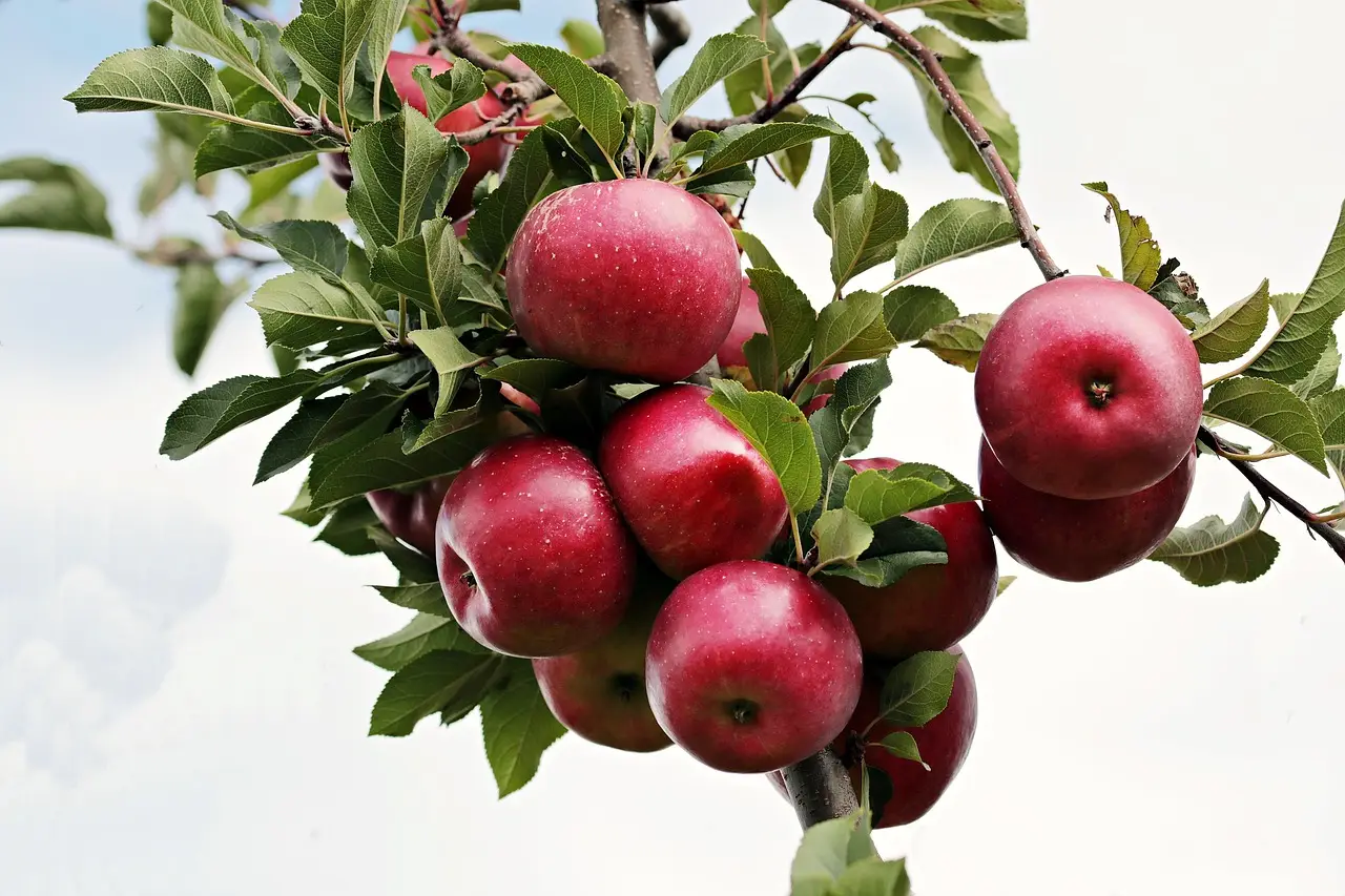 Trump tariffs threaten Apple's supply chain, stock suffers steepest drop in 5 years - CNBC